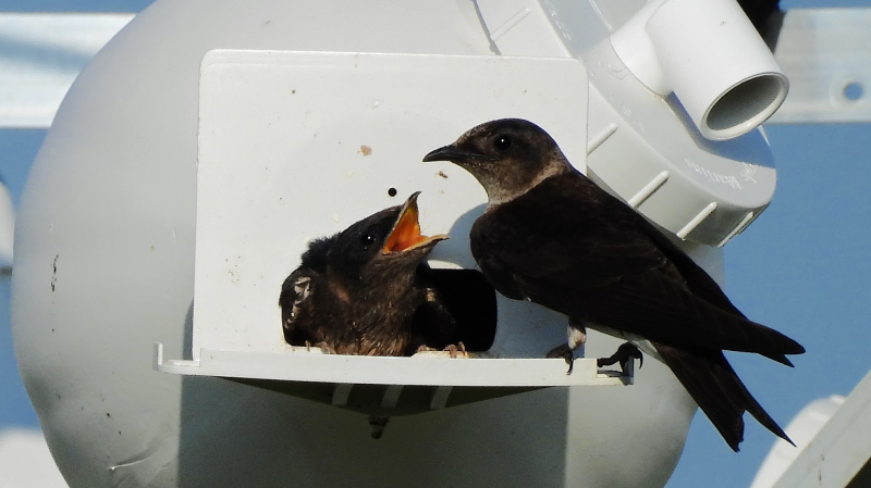 The purple martin colony at Prime Hook National Wildlife Refuge has seen almost 250 hatchlings this season, with more to come. SUBMITTED PHOTOS